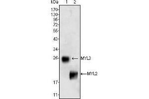 Western blot analysis using MYL3 (1) and MYL2 (2) mouse mAb against rat fetal heart tissues lysate.
