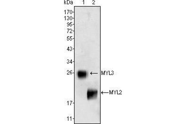 MYL3/CMLC1 antibody
