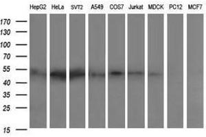 Image no. 2 for anti-Zinc Finger and SCAN Domain Containing 21 (Zscan21) antibody (ABIN1501866)