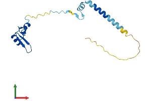 AlphaFold protein structure predicition of Human Recombinant RPL24 Protein, UniprotID P83731