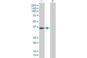 Western Blot analysis of PTPRF expression in transfected 293T cell line by PTPRF MaxPab polyclonal antibody. (PTPRF antibody  (AA 1-353))