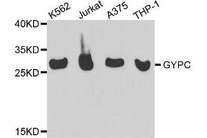 Western blot analysis of extracts of various cell lines, using GYPC antibody.