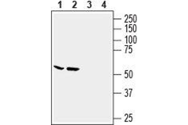 Slc6a14 antibody  (2nd Extracellular Loop)