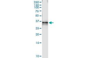 Immunoprecipitation of ZNF397 transfected lysate using anti-ZNF397 MaxPab rabbit polyclonal antibody and Protein A Magnetic Bead , and immunoblotted with ZNF397 purified MaxPab mouse polyclonal antibody (B01P) . (ZNF397 antibody  (AA 1-275))