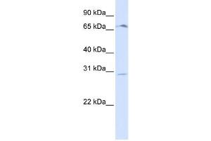 Western Blotting (WB) image for anti-Olfactory Receptor, Family 6, Subfamily C, Member 75 (OR6C75) antibody (ABIN2458856) (OR6C75 antibody)