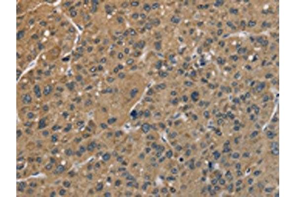 CENPN antibody