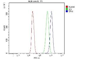 Flow Cytometry analysis of HepG2 cells using anti-RPN1 antibody (ABIN7600447). (RPN1 antibody  (AA 196-495))