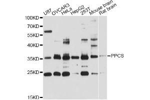 Western blot analysis of extracts of various cell lines, using PPCS antibody (ABIN6293766) at 1:3000 dilution. (PPCS antibody)