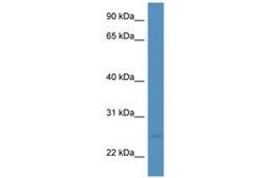 Image no. 1 for anti-Mesencephalic Astrocyte-Derived Neurotrophic Factor (MANF) (AA 103-152) antibody (ABIN6746622) (MANF antibody  (AA 103-152))