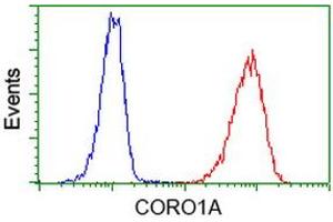Image no. 3 for anti-Coronin, Actin Binding Protein, 1A (CORO1A) antibody (ABIN1497574) (Coronin 1a antibody)
