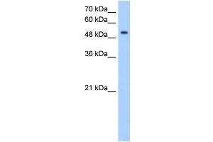 MFNG antibody used at 0. (Manic Fringe antibody  (C-Term))