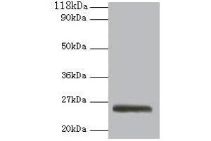 Western blot All lanes: ERAS antibody at 2 μg/mL + 293T whole cell lysate Secondary Goat polyclonal to rabbit IgG at 1/10000 dilution Predicted band size: 26 kDa Observed band size: 26 kDa (ERAS antibody  (AA 3-230))