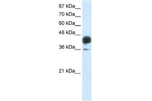 WB Suggested Anti-JUNB Antibody Titration:  0.
