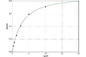 SNF1A/AMP-Activated Protein Kinase (SNF1A) ELISA Kit