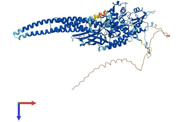 STAT5B Protein (AA 1-786) (His tag)