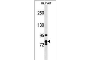 CCNF Antibody (Center) (ABIN1538458 and ABIN2849818) western blot analysis in mouse liver tissue lysates (35 μg/lane).