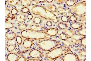 Immunohistochemistry of paraffin-embedded human kidney tissue using ABIN7163908 at dilution of 1:100 (Pgap2 antibody  (AA 45-114))