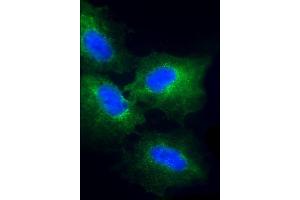 Immunofluorescent analysis of 4 % paraformaldehyde-fixed, 0. (CKS2 antibody  (AA 43-77))