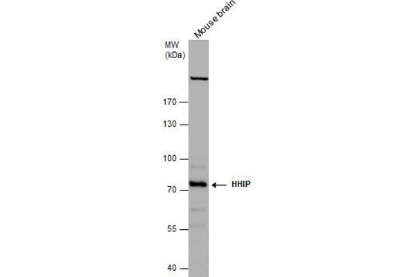 HHIP antibody