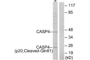 Western blot analysis of extracts from Jurkat cells, using CASP4 (p20, Cleaved-Gln81) antibody. (Caspase 4 antibody  (Cleaved-Gln81))