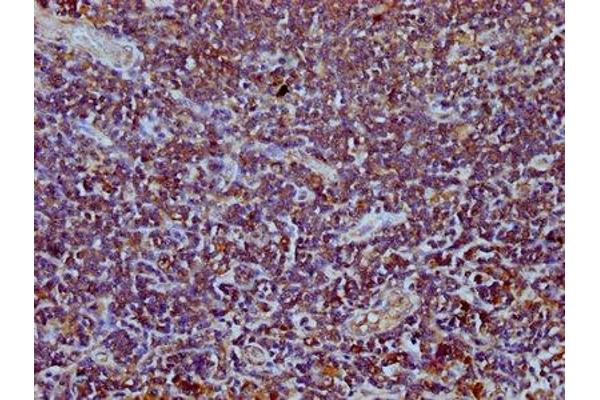 TEFM antibody  (AA 36-165)