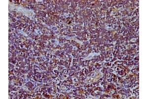 IHC image of ABIN7172441 diluted at 1:400 and staining in paraffin-embedded human lymph node tissue performed on a Leica BondTM system.