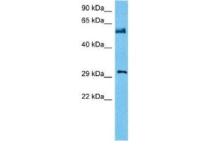Host:  Mouse  Target Name:  NFIA  Sample Tissue:  Mouse Testis  Antibody Dilution:  1ug/ml (NFIA antibody  (Middle Region))