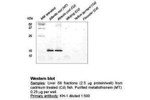 Western Blot (Metallothionein KH-1 antibody)