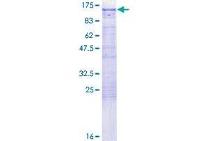 FE65 Protein (AA 1-708) (GST tag)