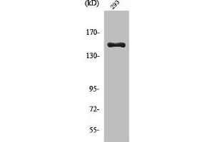 Western Blot analysis of 293 cells using Cleaved-COL4A3 (L1425) Polyclonal Antibody (COL4a3 antibody  (Cleaved-Leu1425))