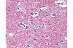 Anti-STX1A / Syntaxin 1A antibody IHC of human brain, cortex. (STX1A antibody  (N-Term))