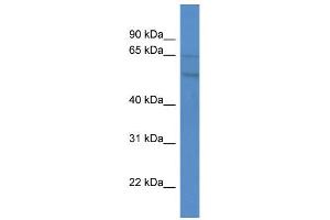 WB Suggested Anti-GPR75 Antibody Titration:  0. (GPR75 antibody  (C-Term))