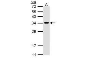 Image no. 3 for anti-VAMP (Vesicle-Associated Membrane Protein)-Associated Protein A, 33kDa (VAPA) (AA 79-92) antibody (ABIN467553) (VAPA antibody  (AA 79-92))