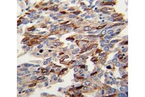 Immunohistochemistry (IHC) image for anti-Platelet/endothelial Cell Adhesion Molecule (PECAM1) (AA 690-718) antibody (ABIN3028932)