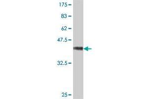 Western Blot detection against Immunogen (37 KDa) .