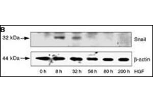 HepG2 cells were incubated with HGF for the time periods indicated. (SNAIL antibody  (N-Term))