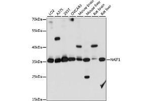 Western blot analysis of extracts of various cell lines, using N antibody (ABIN7268967) at 1:1000 dilution. (NAIF1 antibody  (AA 1-110))
