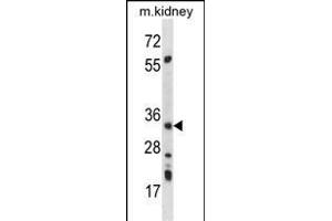 PRKAB2 Antibody (A18) (ABIN391055 and ABIN2841212) western blot analysis in mouse kidney tissue lysates (35 μg/lane). (PRKAB2 antibody  (N-Term))