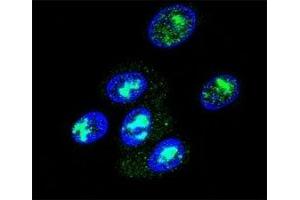 Confocal immunofluorescent analysis of FOXP2 antibody with HepG2 cells followed by Alexa Fluor 488-conjugated goat anti-rabbit lgG (green). (FOXP2 antibody  (AA 657-684))