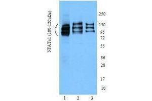Western Blotting (WB) image for anti-Nuclear Factor of Activated T-Cells, Cytoplasmic, Calcineurin-Dependent 1 (NFATC1) (AA 197-304) antibody (ABIN2666355) (NFATC1 antibody  (AA 197-304))