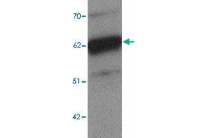 Western blot analysis of TRIP6 in EL4 cell lysate with TRIP6 polyclonal antibody  at 1 ug/mL. (TRIP6 antibody  (Internal Region))