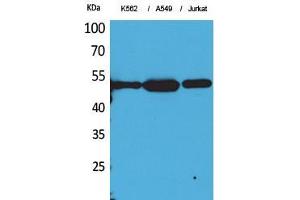 Western Blot (WB) analysis of K562, A549, Jurkat cells using Acetyl-Tubulin alpha (K352) Polyclonal Antibody. (alpha Tubulin antibody  (acLys352))