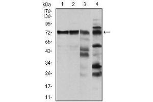 Western blot analysis using RAF1 mouse mAb against Hela (1), A431 (2), Cos7 (3) and C6 (4) cell lysate. (RAF1 antibody)