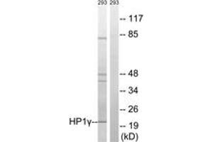 Western blot analysis of extracts from 293 cells, using HP1 gamma (Ab-93) Antibody. (CBX3 antibody  (AA 59-108))