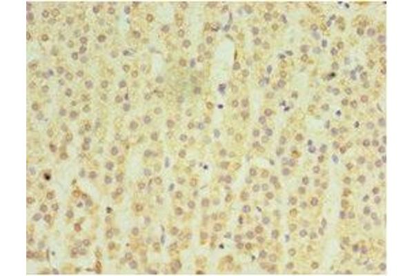 Matrilin 3 antibody  (AA 277-486)