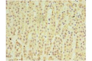 Immunohistochemistry of paraffin-embedded human adrenal gland tissue using ABIN7159049 at dilution of 1:100