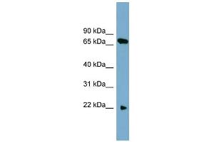 WB Suggested Anti-SLC24A4 Antibody Titration:  0.