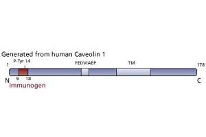 Image no. 3 for anti-Caveolin (CAV) (pTyr14) antibody (ABIN968481) (Caveolin antibody  (pTyr14))