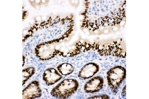 Anti-CTBP2 antibody, IHC(F) IHC(F): Rat Intestine Tissue (CTBP2 antibody  (C-Term))