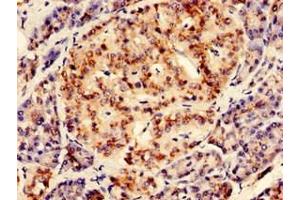 Immunohistochemistry of paraffin-embedded human pancreatic tissue using ABIN7167601 at dilution of 1:100